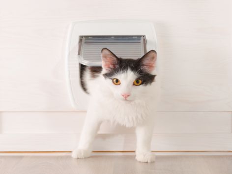 Entry gate for pets